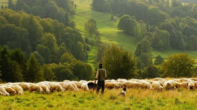 A Pastor's Dual Roles: Teaching & Shepherding