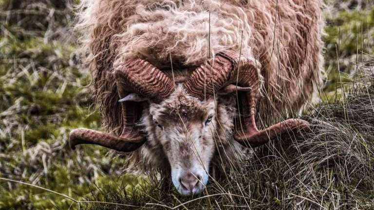 The ram's substitutionary atonement for Isaac