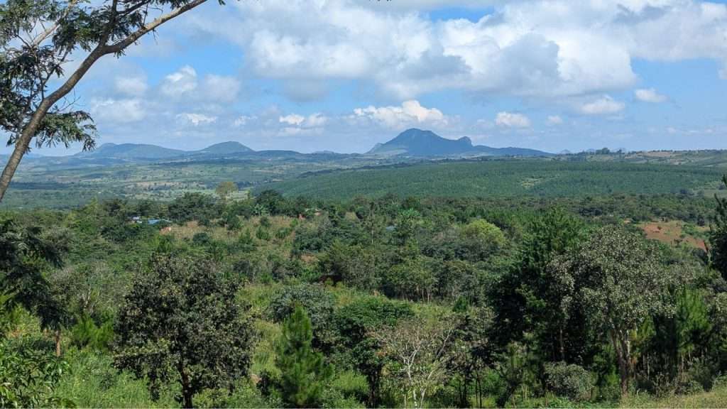 the lush green forests of Malawi
