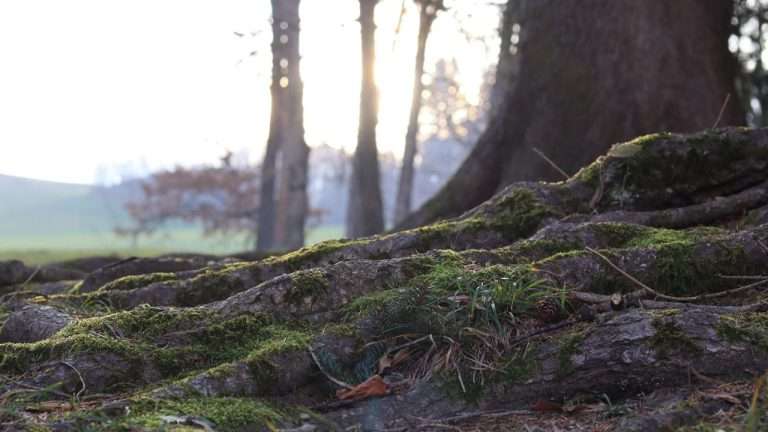 Do You Want to Be Rooted and Built Up in Christ (Colossians 2:7)? | Introduction for Being Content God's Way